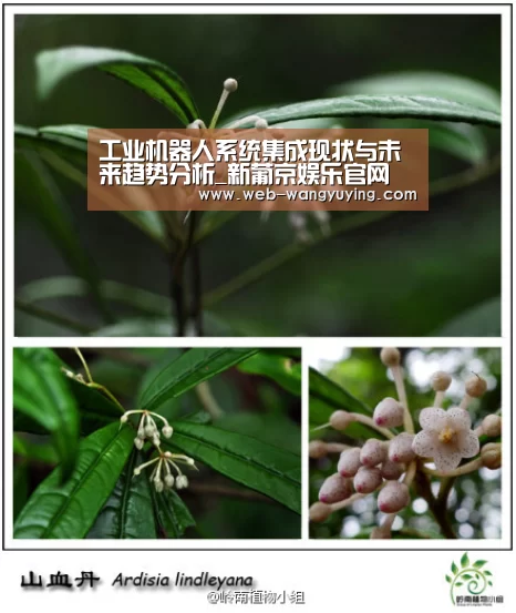 工业机器人系统集成现状与未来趋势分析_新葡京娱乐官网(图3) 新葡京娱乐官网